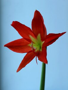 Winter red yellow