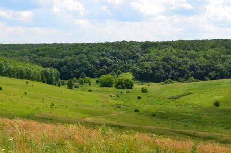 The bushes landscape nature