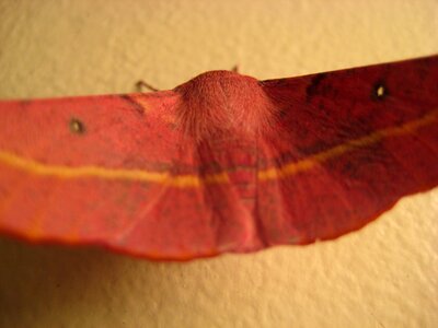 Red animal
