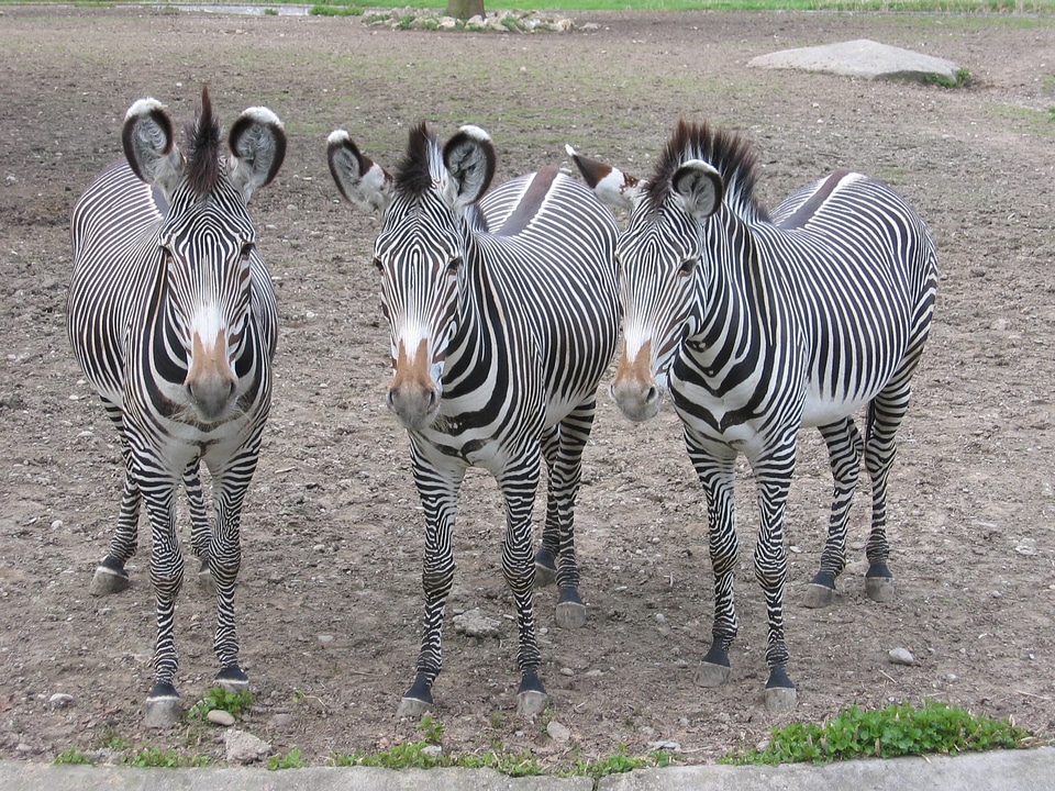 Stripes animals black and white