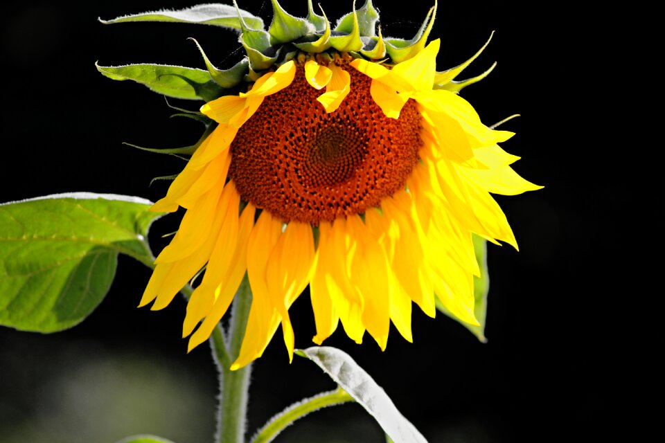 Helianthus yellow summer