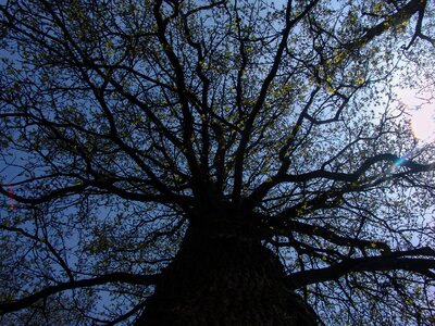 Tree sky branches photo