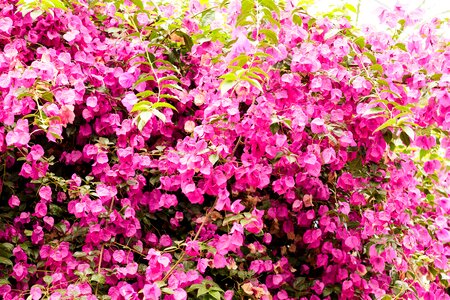 Summer pink colorful photo