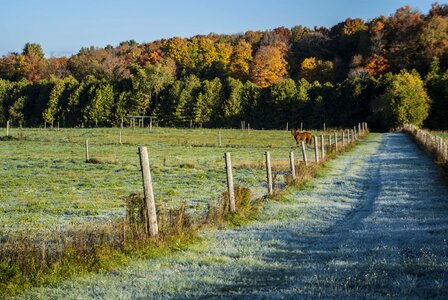 Countryside field meadow