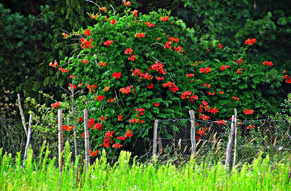 Nature green branches