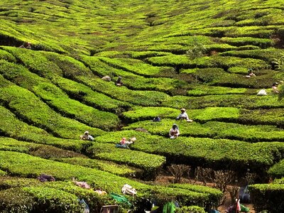 India tea planters
