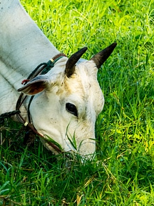 Cow milk cow beef