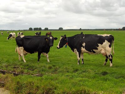 Netherlands cows nature
