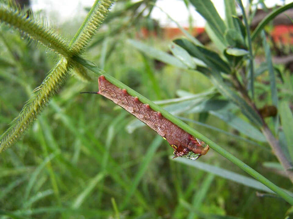 Butterfly caterpillar insect
