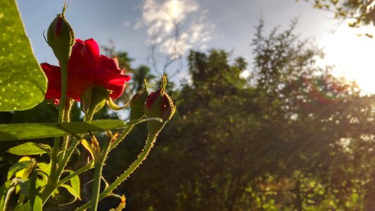 Plant morning light