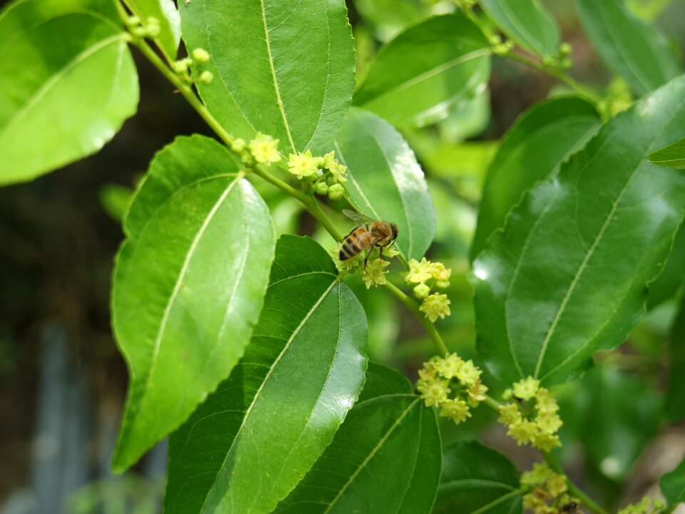 Flame bee jujube trees