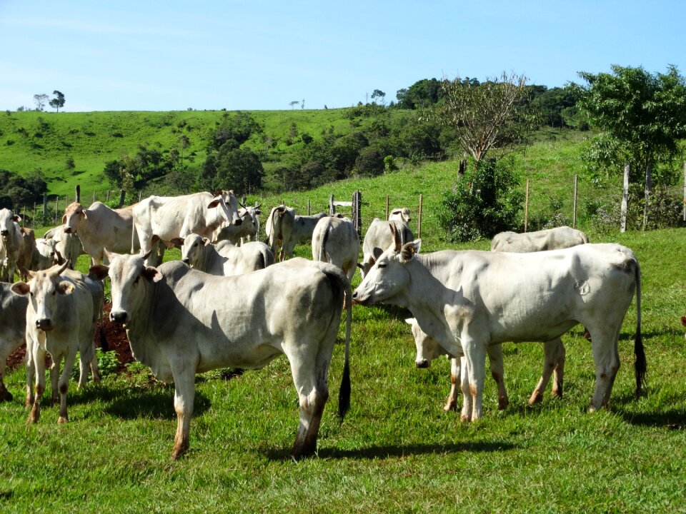 Livestock cutting cattle nutrition