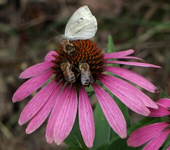 Multicultural place for all echinacea purpurea