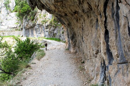 Goat mountain walk