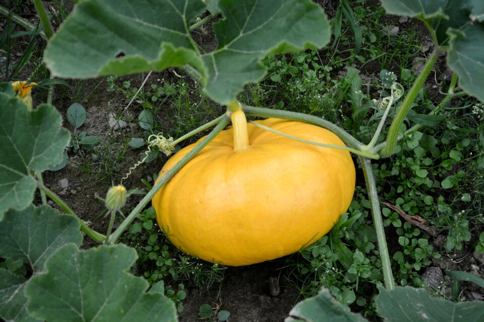 Vegetable field food