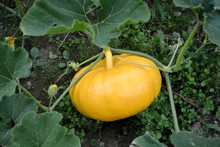 Vegetable field food