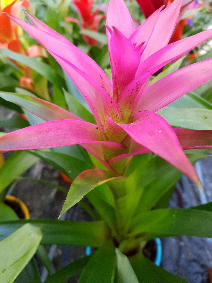 Flower tropical exotic