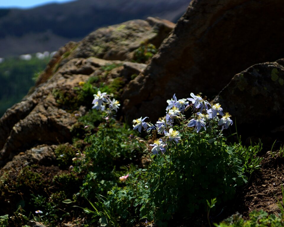 Flower blossom mountain