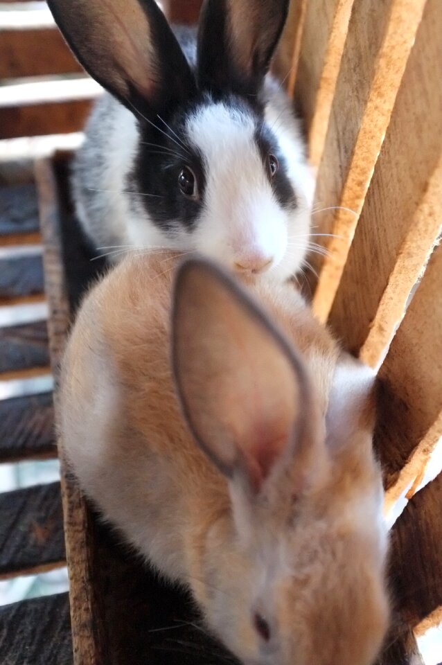 White brown rabbit
