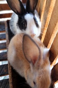 White brown rabbit