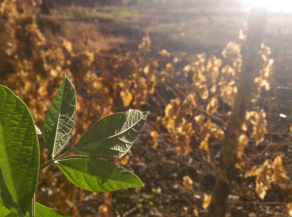Plant morning light