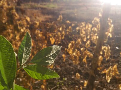 Plant morning light