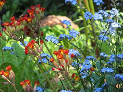 Forget harbinger of spring flower