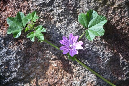 Plant summer botany
