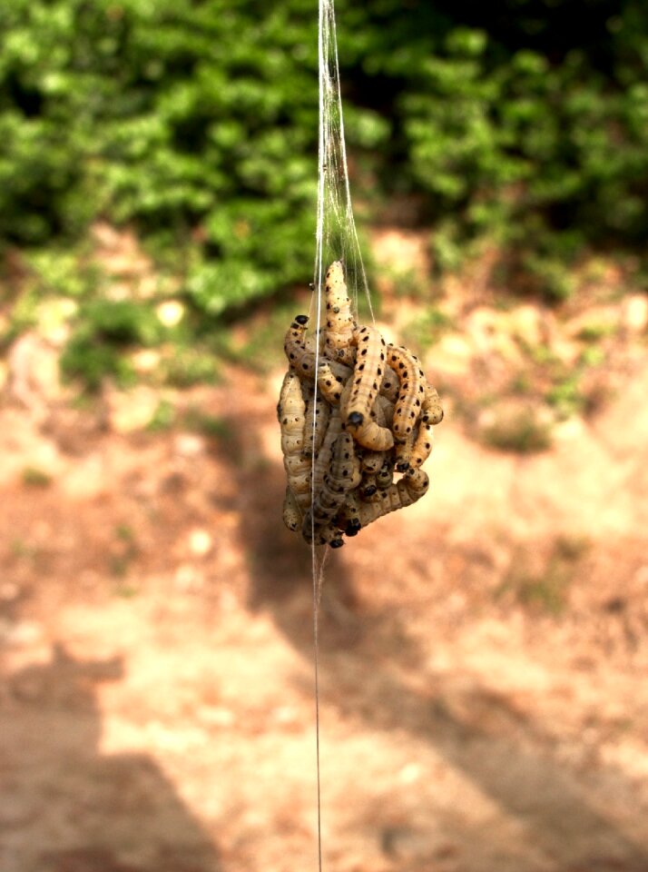 The caterpillars processionary cocoon provence