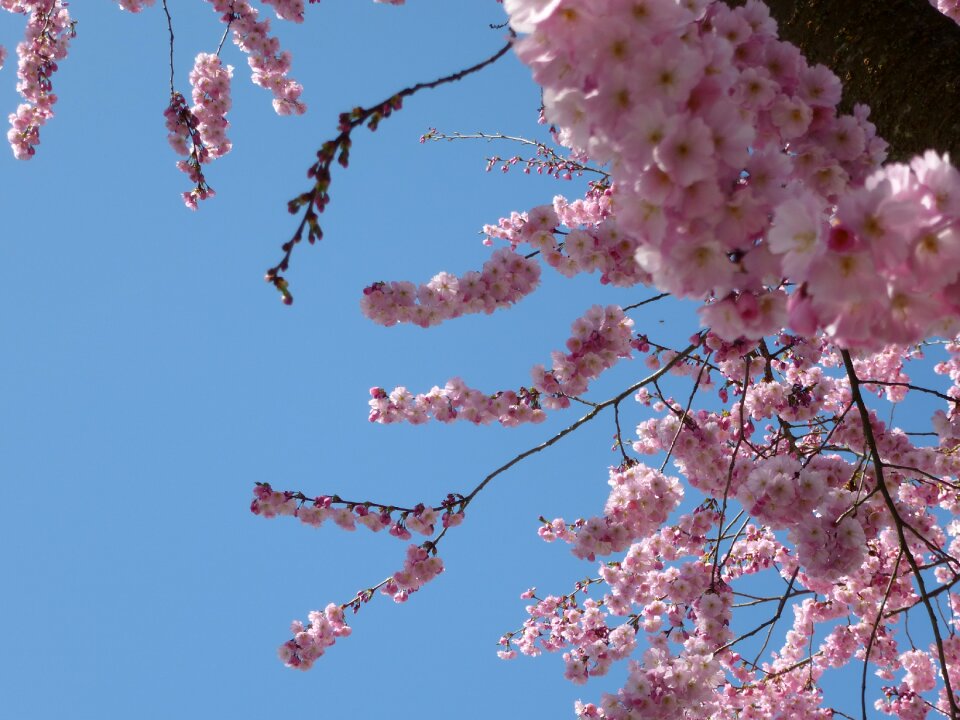Spring cherry road