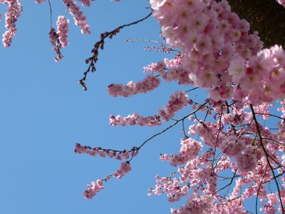 Spring cherry road