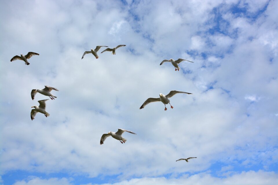 Sky cloud feathers