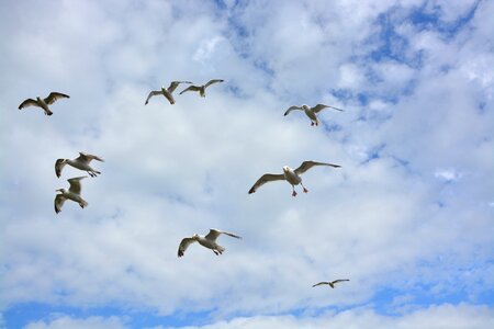 Sky cloud feathers