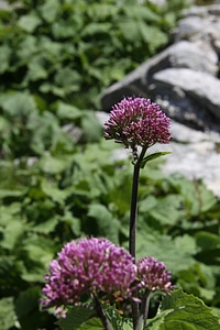 Pink pink flower flower