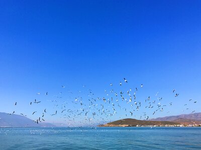 Double-gallery seagull sea photo