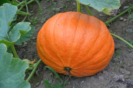 Decoration carved pumpkin food photo