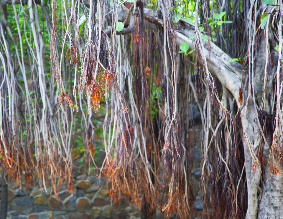 Banyan nature green