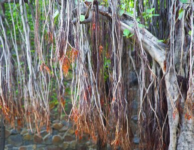 Banyan nature green