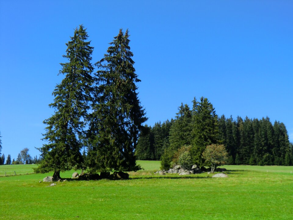 Nature landscape trees
