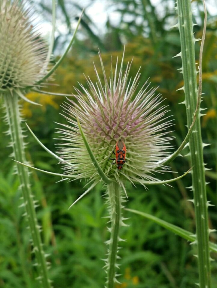Bug beetle insect