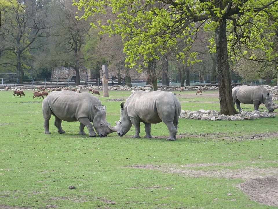 Zoo outdoor enclosures fight