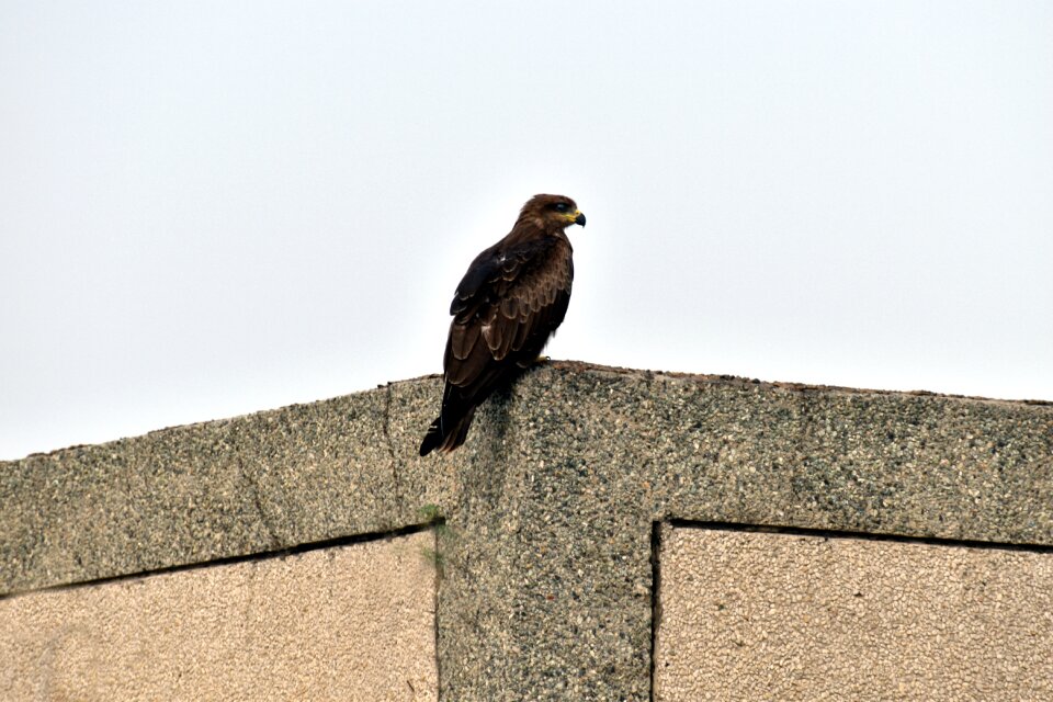 Clanga hastata bird of prey