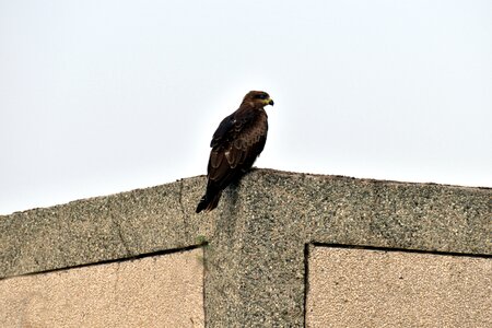 Clanga hastata bird of prey photo