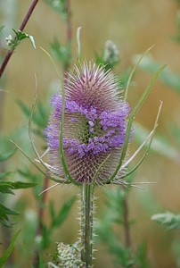 Prickly spiky sharp
