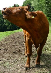 Pasture agriculture dairy farming photo