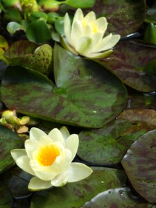 Pond lotus bloom photo