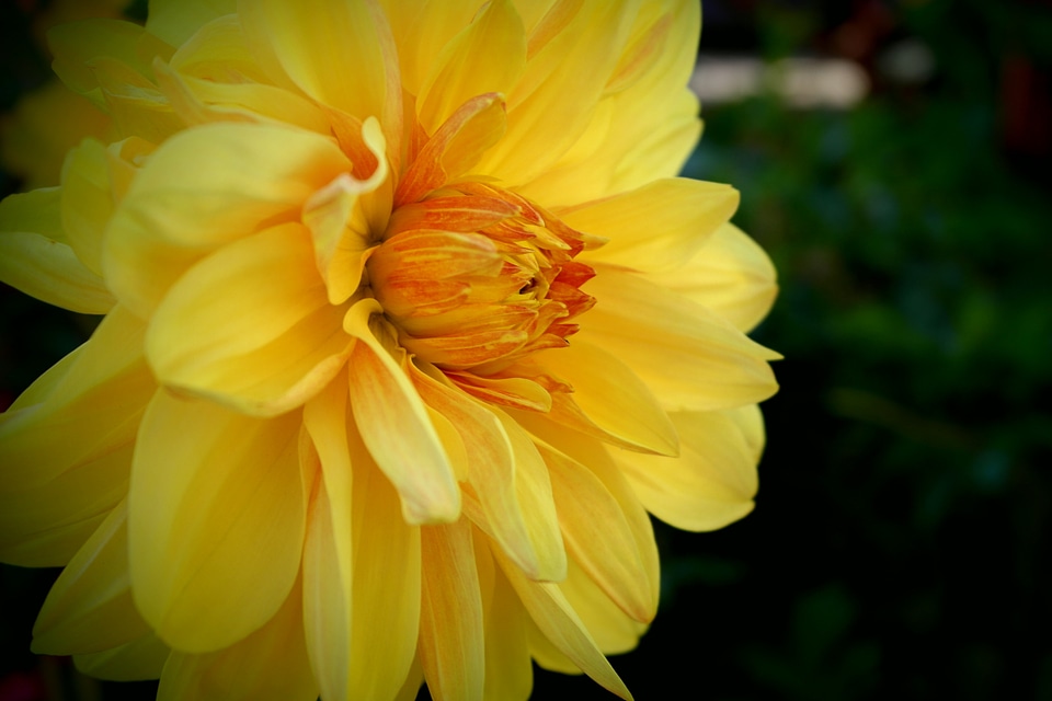 Yellow autumn tickets