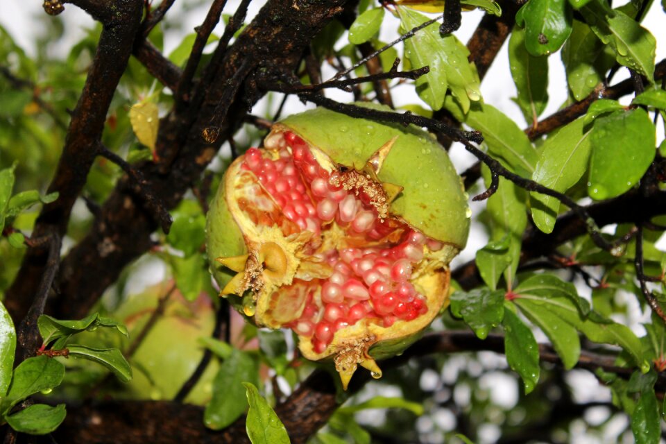 Forest fruit terry
