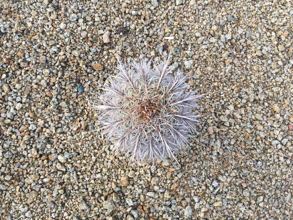 Rare shapes rare plants nature
