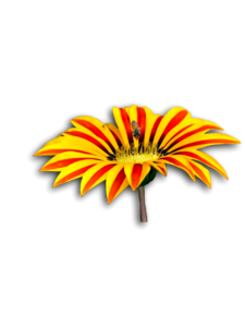 Flower isolated bee